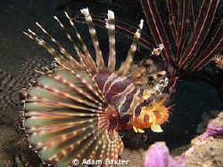 Lion fish, found on a rainy day in Amed. by Adam Baxter 